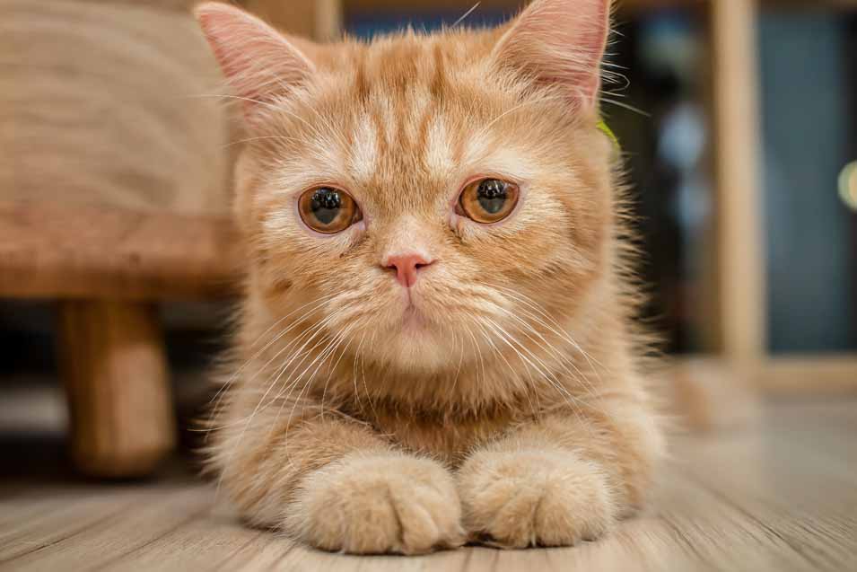 Picture of orange cat