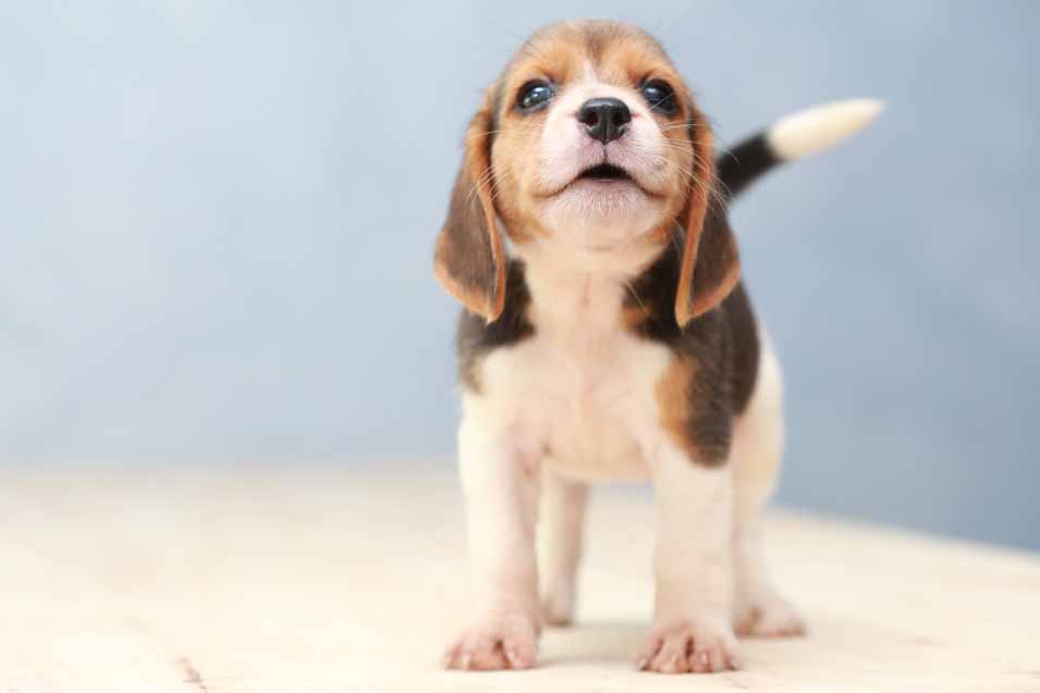 Picture of a puppy barking