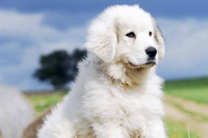 Picture of white puppy