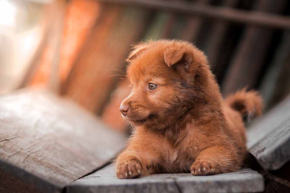 Picture of a puppy outside