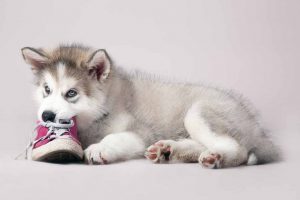 Picture of Husky chewing on shoes