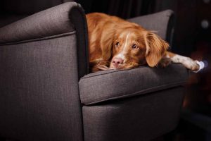 Picture of Nova Scotia Duck Tolling Retriever laying on a living room chair