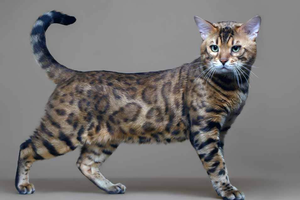 Picture of a Bengal Cat