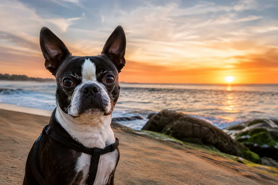 Boston Terrier poses on a rocky beach as the sun sets over the ocean, casting a warm golden glow across the sky and water.