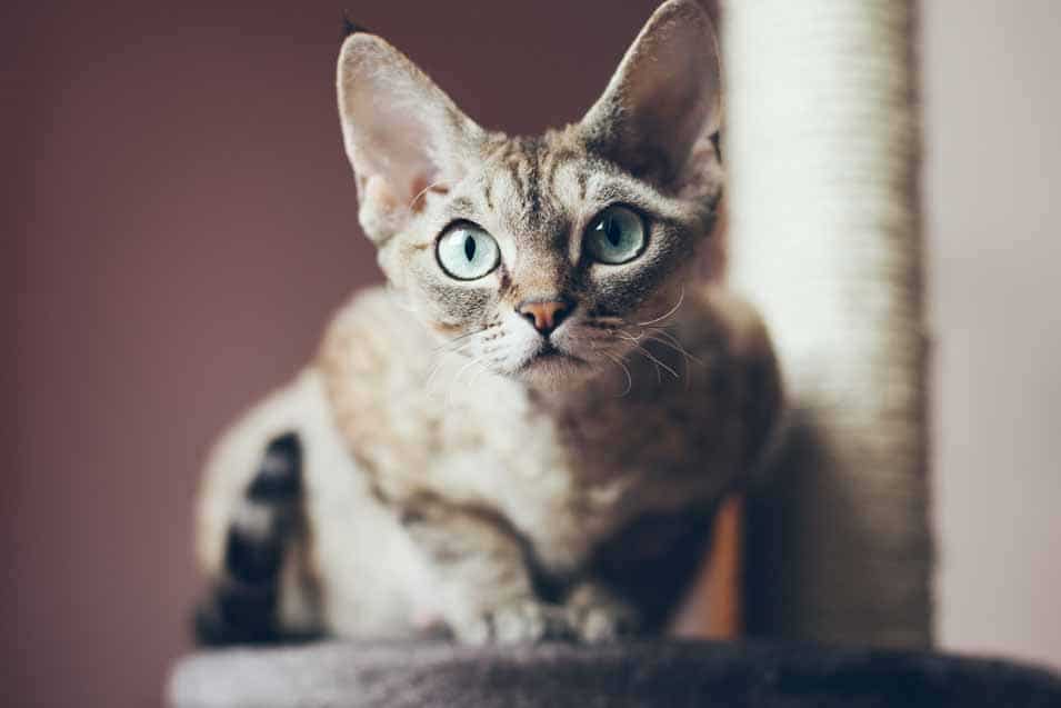 Picture of a Devon Rex Cat