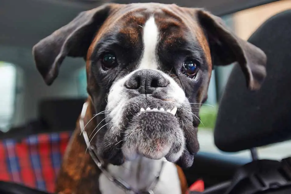 boxer dog