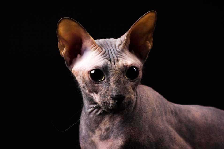 Picture of a Donskoy Cat