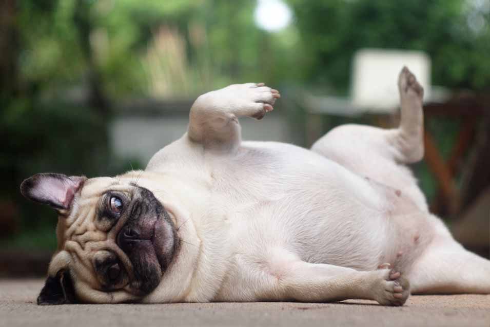 Picture of of a fat pug