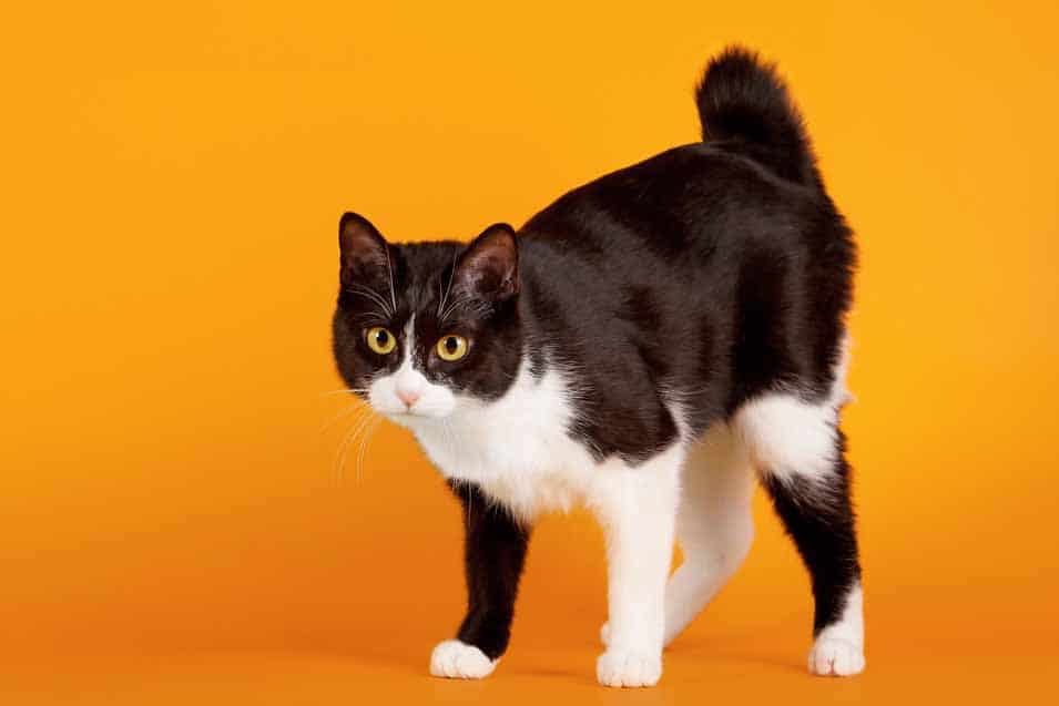 Picture of a Japanese Bobtail Cat