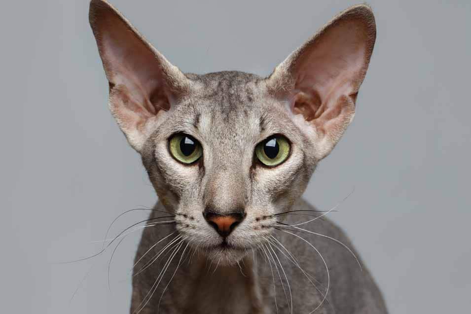 Picture of a Peterbald Cat