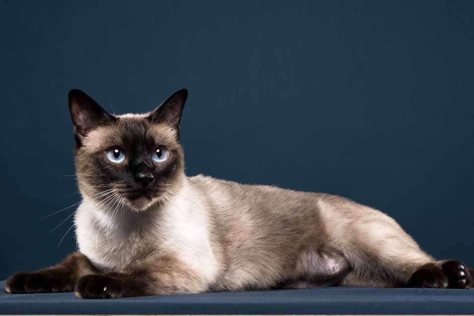 Popular Cats That Don’t Shed