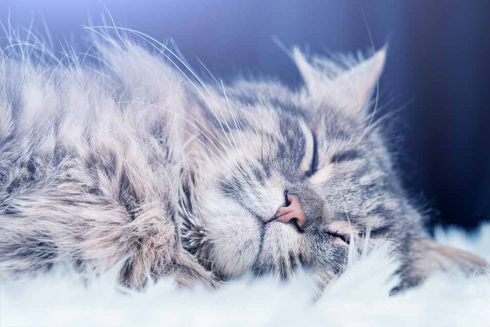 Picture of sleeping cat