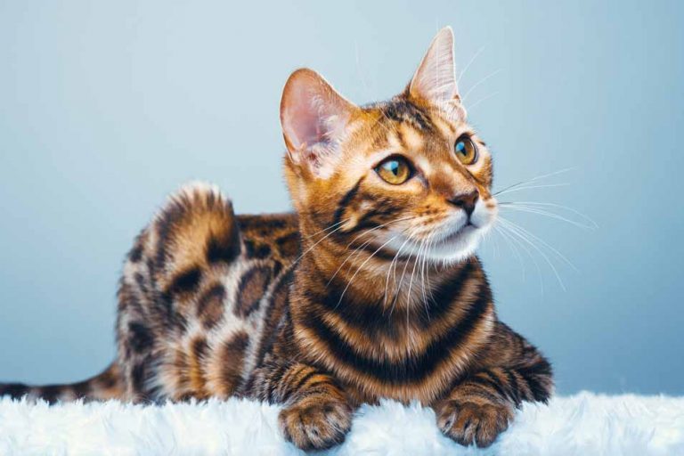 Picture of spotted cat