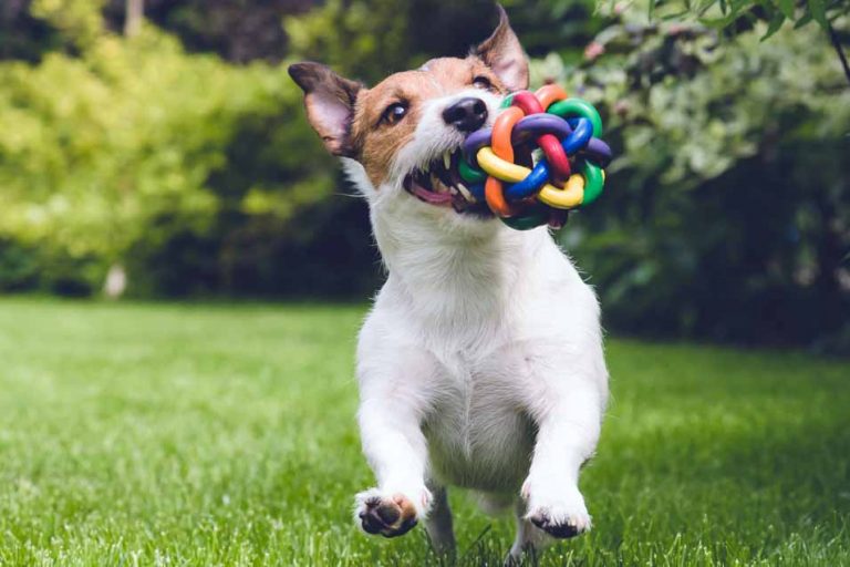 Picture of a Jack Russell running with a toy