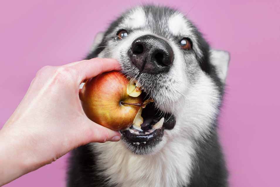 Picture of husky eating a apple