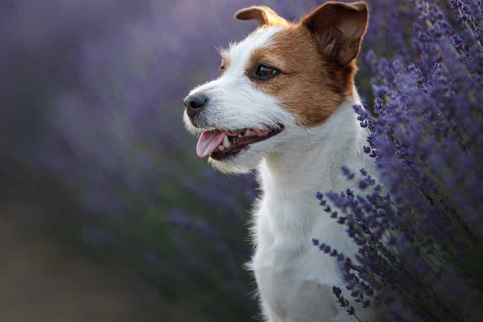 Picture of Jack Russell Terrier and flowers