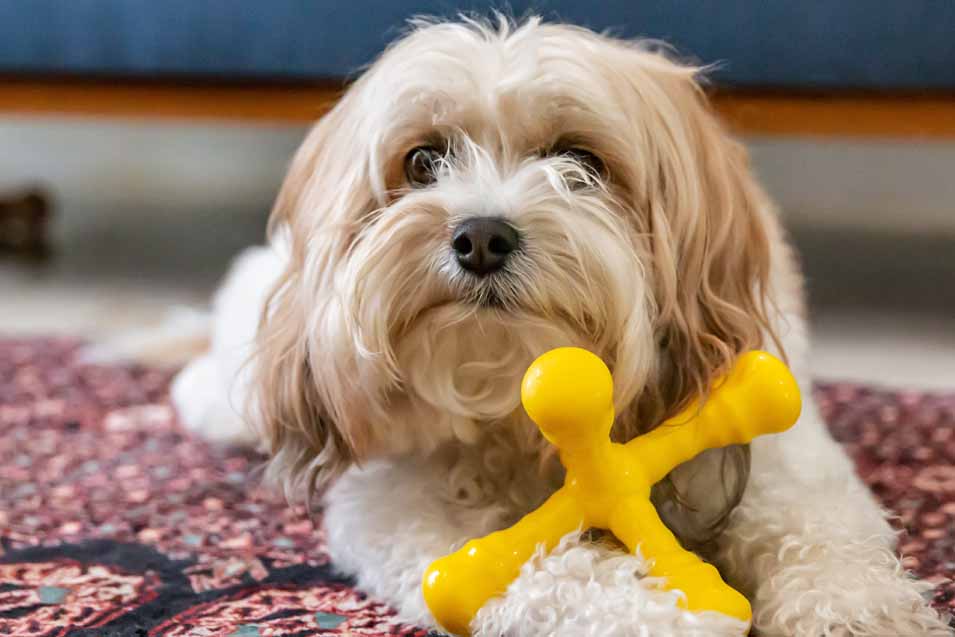 dog with a yellow chew toy