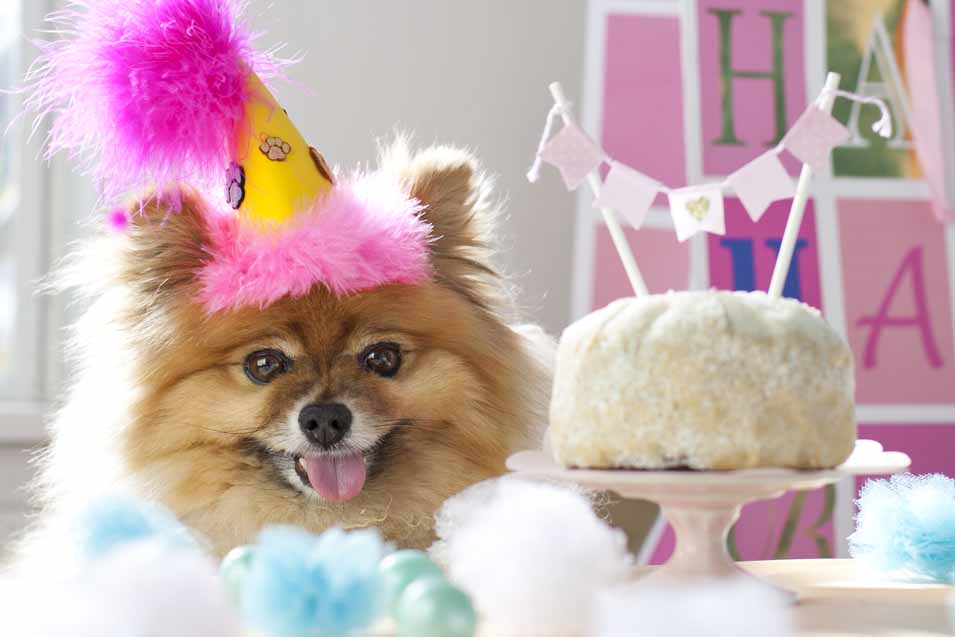 Picture of a dog wearing a birthday hat