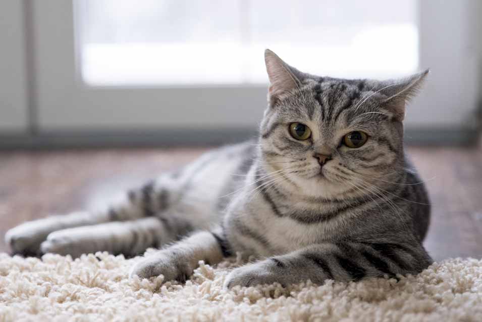 Picture of cat laying on a rug