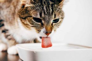 Picture of cat drinking milk
