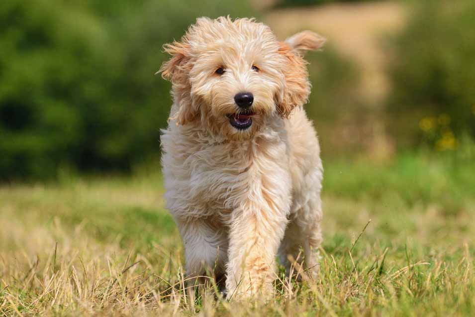 Picture of Labradoodle