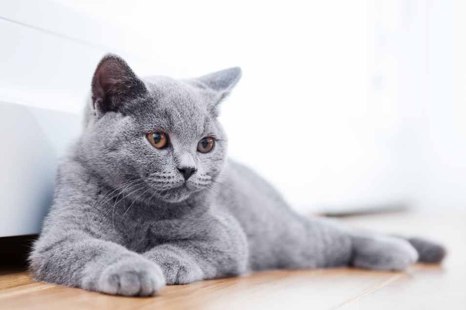 Popular Cats That Don’t Shed