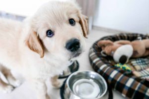 Picture of Golden Retriever by water bowl