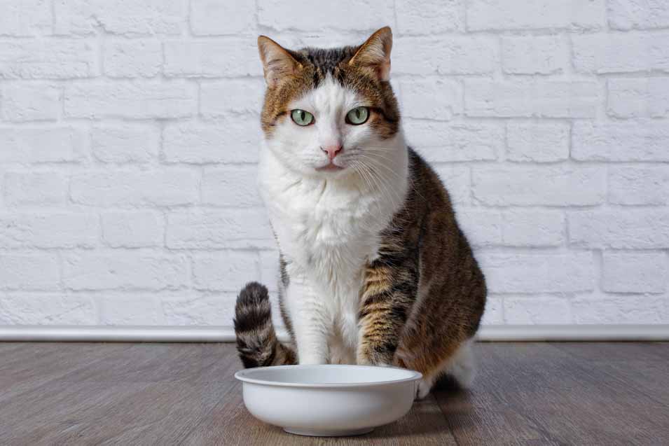 Picture of cat drinking from a bowl