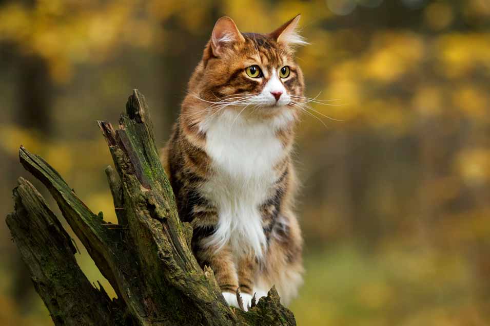 Picture of cat sitting on a tree