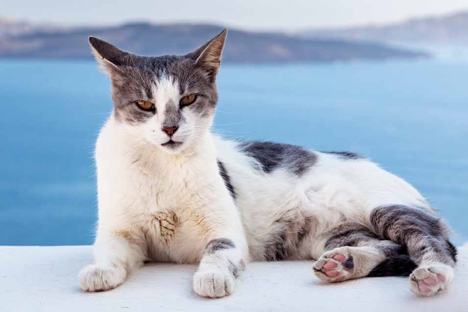 Picture of cat on a wall in Greece