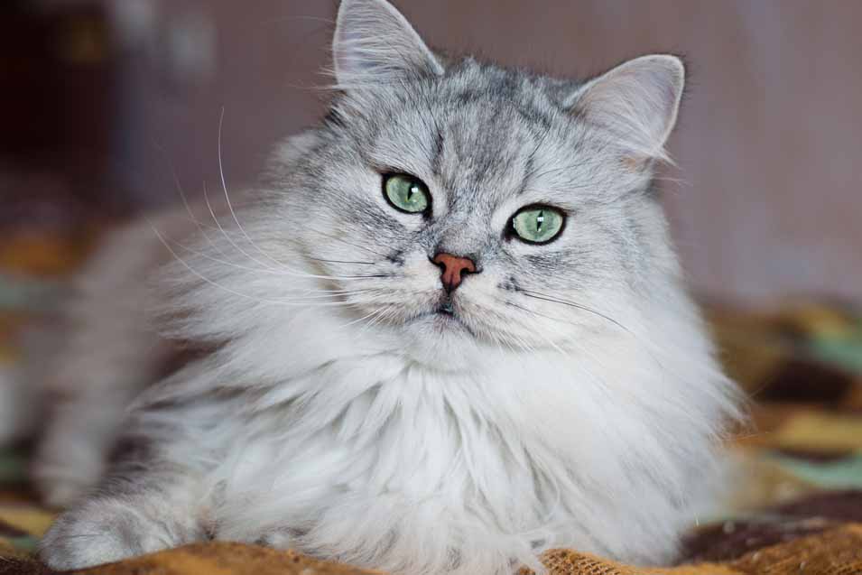 Picture of grey cat with green eyes