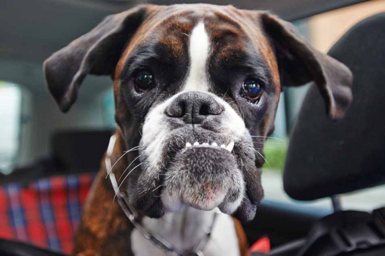 Picture of a Boxer in a car
