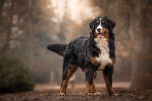 Picture of Bernese Mountain Dog outdoors