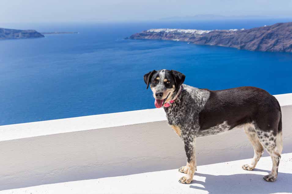 Picture of dog in Greece next to the ocean