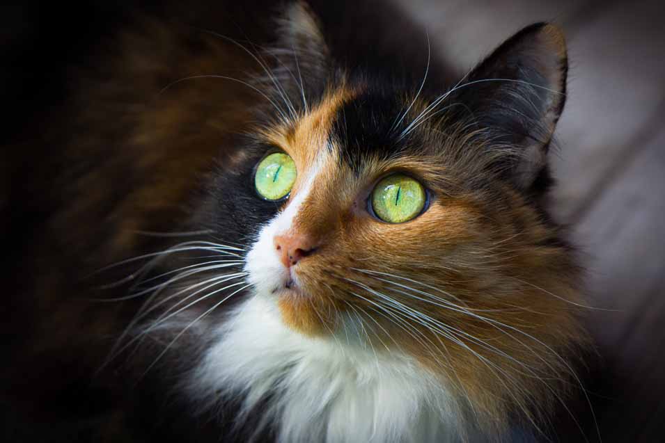 Picture of cat with green eyes