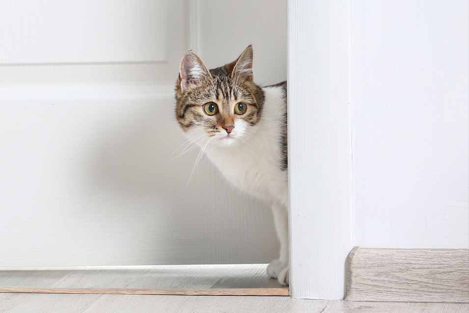Picture of cat by the door