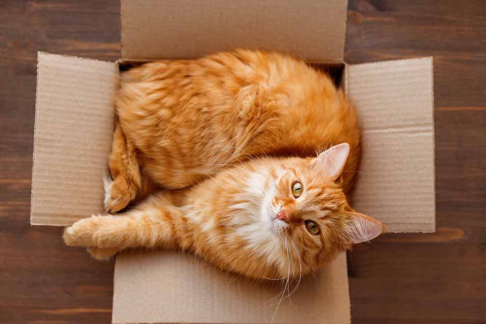 Picture of cat in a box