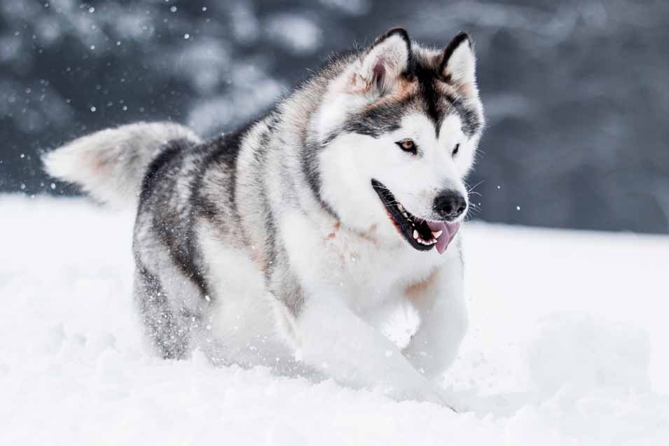 Picture of Husky in the snow