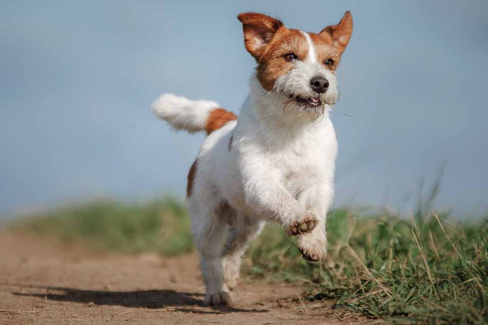 Picture of a Parsons Russell Terrier running