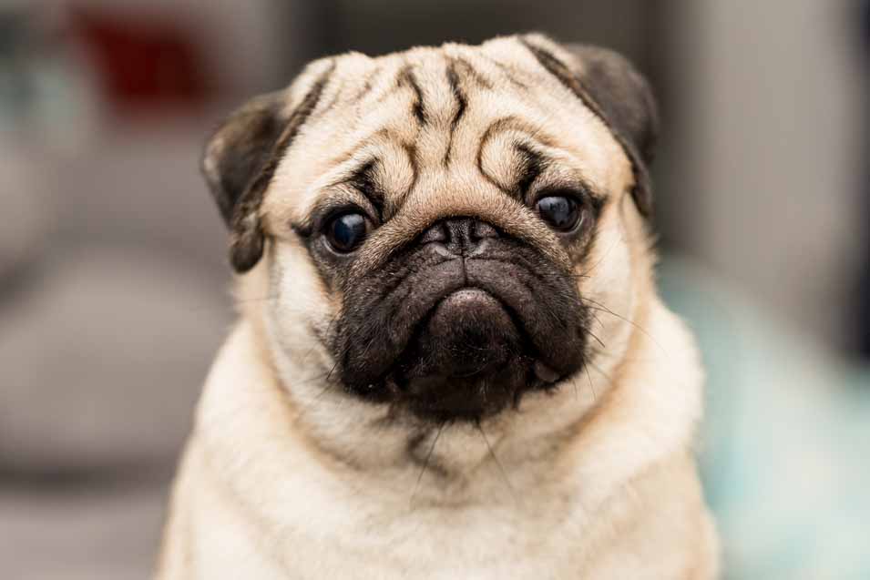 Picture of a young pug