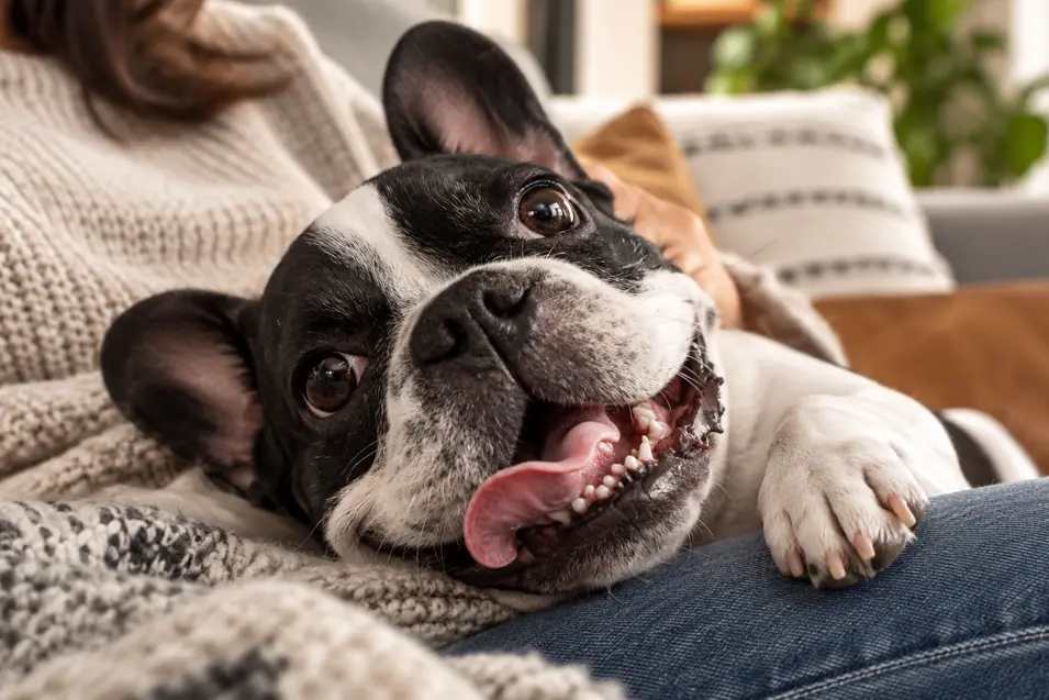 A happy black-and-white French Bulldog lounges across its owner’s lap on a cozy sofa, looking playful and completely at home.