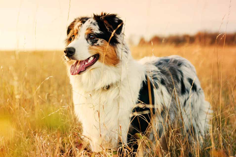 Picture of of a dog in a wheat field