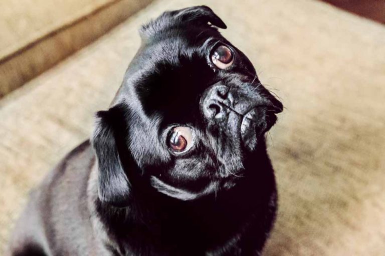 Custom Made Dog Beds The Ultimate Bed for your Dog