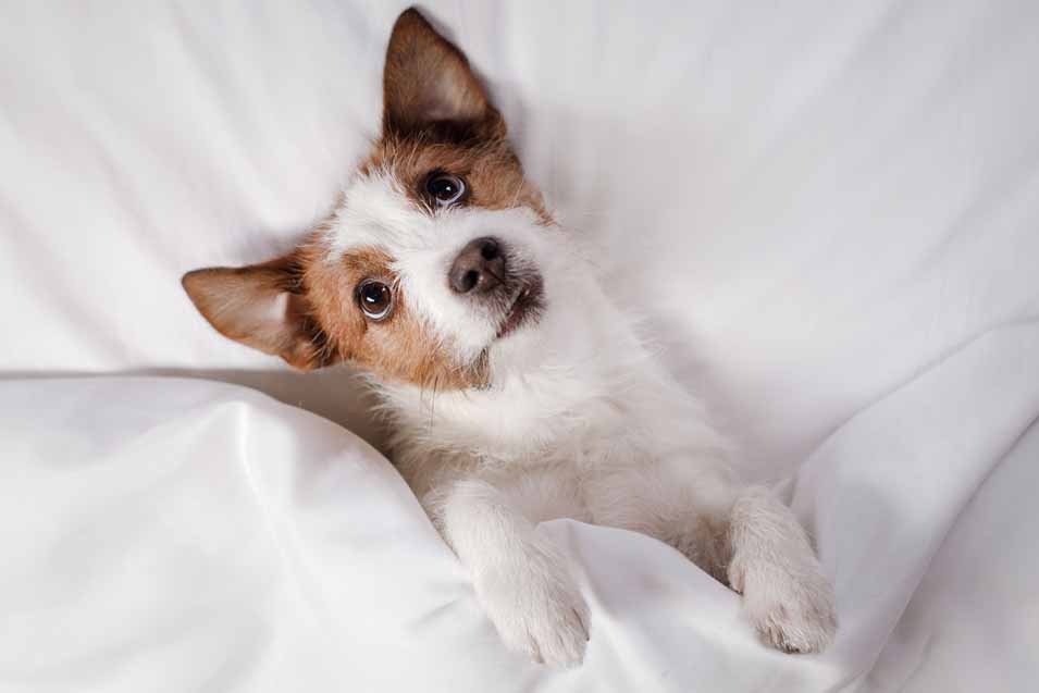 Picture of Jack Russell in bed