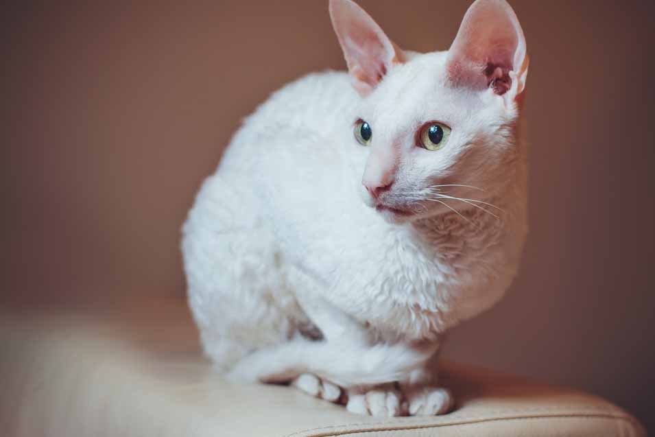 Picture of a white cat