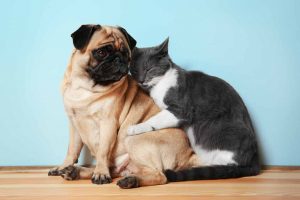 Picture of a pug and grey cat