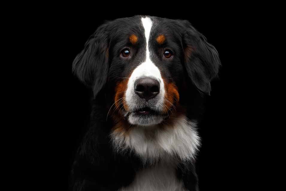 Picture of a Bernese Mountain Dog