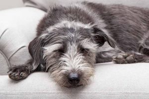 Picture of grey dog on a sofa