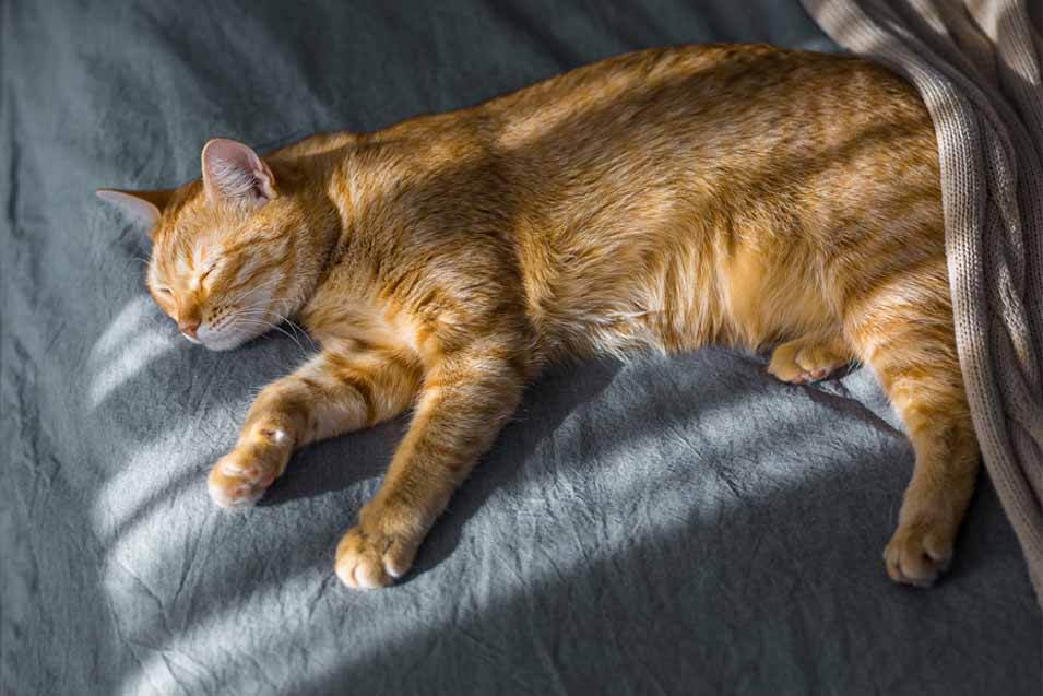 Picture of orange cat on a bed