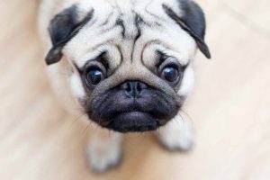 Picture of young pug